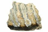 Mammoth Molar Slice With Case - South Carolina #291253-1